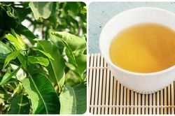 Lá vối: Nước giải khát và thuốc chữa bệnh