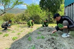 Bắt người phụ nữ trồng hơn 1.800 cây thuốc phiện trong vườn rau