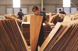 Mỹ gia hạn điều tra lẩn tránh phòng vệ thương mại với gỗ dán Việt Nam