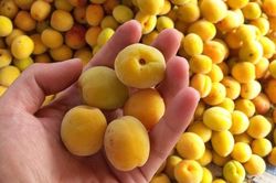 7 tác dụng tuyệt vời của quả mơ