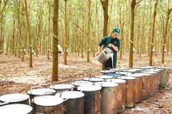 2 tháng đầu năm, Việt Nam là thị trường cung cấp cao su lớn thứ 4 cho Hàn Quốc