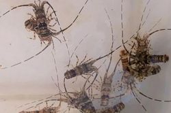 Vớt loài bé tí nổi tiếng đắt đỏ, ngư dân kiếm bạc triệu mỗi chuyến đi săn