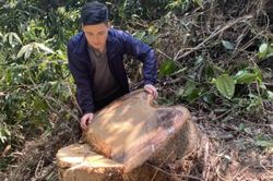 Điều tra, làm rõ các đối tượng phá rừng ở huyện Nam Đông