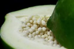 3 bài thuốc giúp 'đánh tan' sỏi thận bằng đu đủ mà không phải ai cũng biết