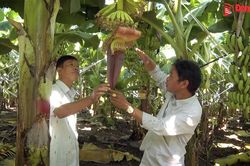 Nông dân xã Phú Vinh (H.Định Quán) khấm khá nhờ trồng chuối cấy mô