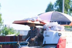 Đề án 1 triệu ha lúa chuyên canh: Cần quy định rõ giải pháp về vốn