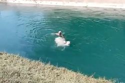 Cụ ông vật lộn giữa dòng nước giải cứu chú bò
