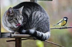 Trêu chọc chim hoét đen, mèo cưng bị trả thù cực phũ