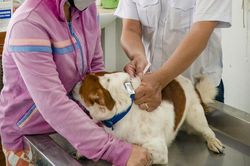 Thêm 2 người ở Cà Mau bị chó dại cắn