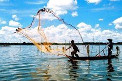 Tiếp tục vai trò 'bệ đỡ', GDP khu vực nông nghiệp quý I tăng trưởng 2,52%