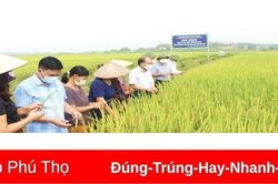 Hiệu quả quản lý cây trồng tổng hợp