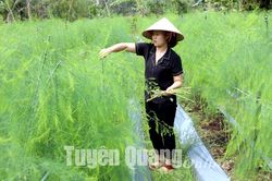 Cây măng tây - hướng phát triển mới ở Phù Lưu