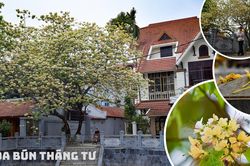 Ngắm hoa bún nở rộ với vẻ đẹp độc đáo giữa lòng Thủ đô