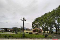 TP Thanh Hóa giải quyết tình trạng đàn trâu thả rông với số lượng lớn trên địa bàn phường Hàm Rồng và Nam Ngạn