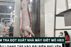 Tin nóng: Kiểm tra đột xuất nhà máy giết mổ heo; Dầu loang tấp vào bãi biển Phú Yên
