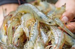 Động vật sở hữu 'vũ khí' bảo vệ mội trường: Việt Nam có nhiều!