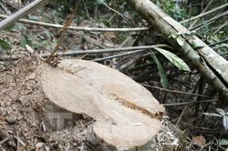Công an khởi tố vụ án chặt hạ gỗ táu rừng Tây Yên Tử