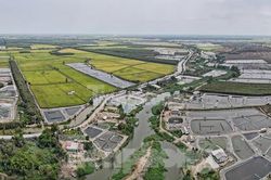 Ruộng lúa ở Long An loang lổ... ao tôm, chính quyền nói gì?