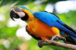 Xác định được hung thủ giết người nhờ con vẹt của nạn nhân