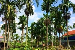 Khi vườn nhà không còn cha