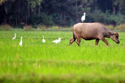 Cánh cò trắng… về đâu?