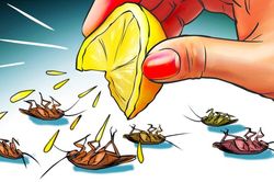 9 cách đuổi gián ra khỏi nhà vĩnh viễn không cần hóa chất