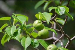 Loài quả nhìn ngon tuyệt nhưng đoạt mạng người hơn cả axit