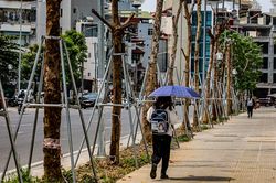 Quận Đống Đa nói gì về thông tin hàng loạt cây nghi chết khô trên đường Huỳnh Thúc Kháng kéo dài?