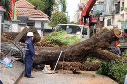 Nhân chứng kể lúc cây đổ đè trúng nhiều phụ huynh ở quận 1