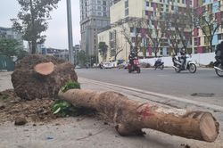 Nhổ bỏ hàng chục cây trụi lá ở đường Huỳnh Thúc Kháng kéo dài