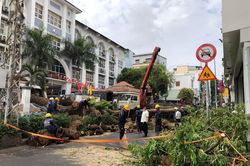 Thông tin mới vụ cây xanh bật gốc đè 9 xe máy, 6 người bị thương