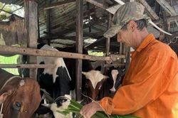 Làm nông giữa phố: Nông dân bất đắc dĩ