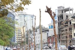 Hàng cây tiền tỷ 'mãi không thấy ra lá' trên tuyến đường giữa Thủ đô Hà Nội