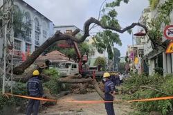 TP Hồ Chí Minh: Yêu cầu các trường rà soát hệ thống cây xanh trong trường