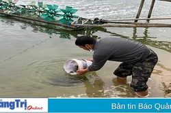 Xây dựng thành công mô hình nuôi cá dìa