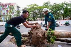 Nhổ bỏ hàng cây chết khô trên con đường hơn 340 tỷ vừa thông xe ở Hà Nội