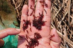 Khai thác tiềm năng trồng rong sụn, nuôi rùa biển ở Bình Định
