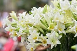 Hà Nội mùa hoa loa kèn về phố