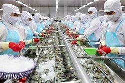 Xuất khẩu thủy sản Đà Nẵng khó khăn chồng chất