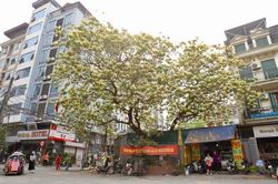 Chiêm ngưỡng cây hoa bún cổ thụ - 'báu vật' của làng Đình Thôn