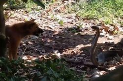 2 con chó nhà tử chiến dữ dội với rắn hổ mang chúa 'khủng'