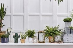 Tham khảo những ý tưởng sáng tạo để trồng cây xanh trong nhà