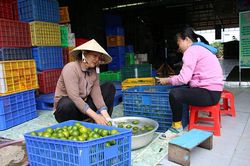 Giá quýt đường giảm