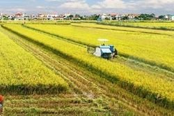 Khởi sắc về giá nhưng xuất khẩu gạo phải đáp ứng nhiều tiêu chuẩn khắt khe
