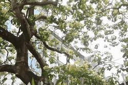 Chiêm ngưỡng cây hoa Bún 300 tuổi khoe sắc sặc sỡ giữa lòng Thủ đô