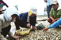 Công nghệ nuôi nghêu của tiến sĩ công an