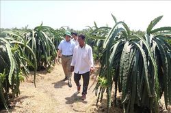 Tiền Giang: Phát triển thanh long xuất khẩu ở những địa bàn khó khăn, hạn mặn