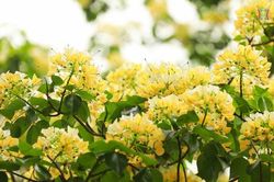 Cây hoa bún 300 tuổi, 'báu vật' giữa lòng Thủ đô