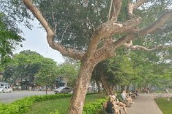 Cây sưa đỏ hằng trăm tuổi khô héo ở bờ hồ Hoàn Kiếm