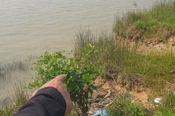 Sông Lam 'nuốt' đất nông nghiệp, người dân Hà Tĩnh bất an